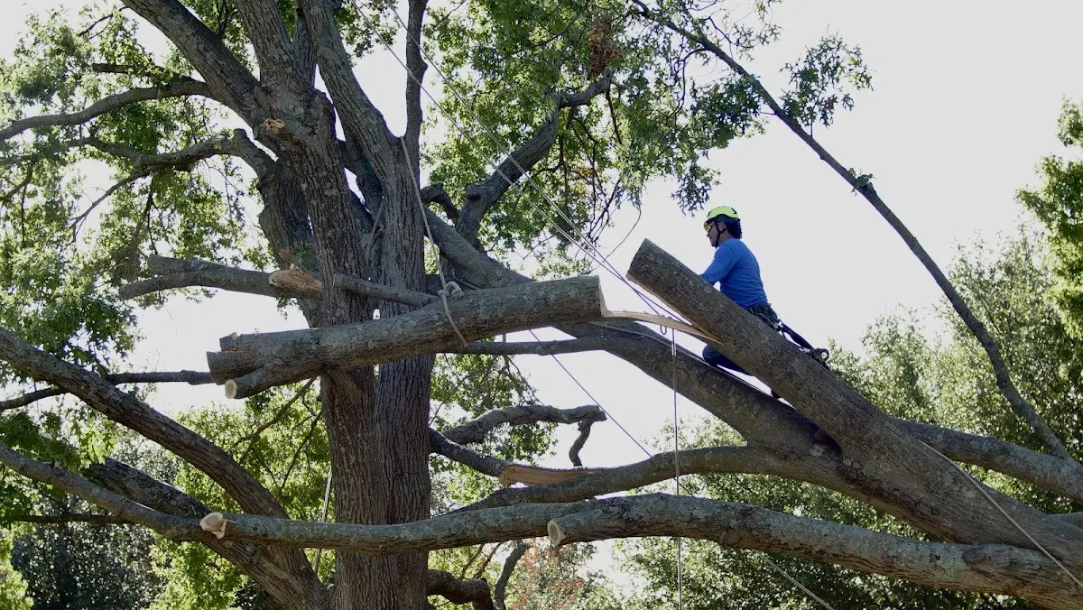 Professional Hazardous Tree Removal performed by certified arborists in Reedsville